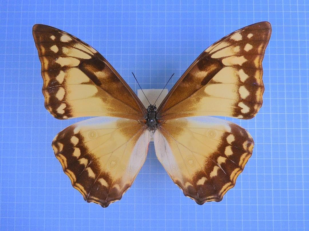 標本 Colombia Morpho cypris female 124mm