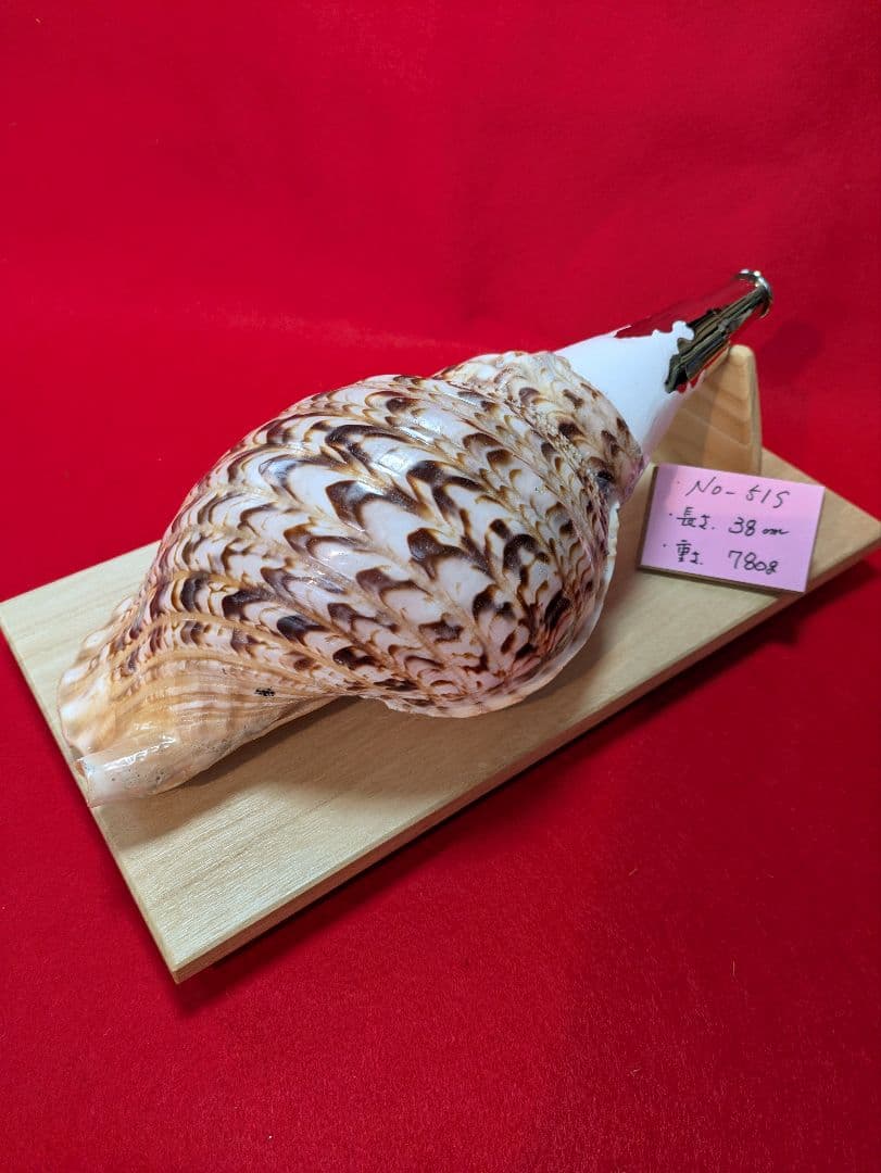 法螺貝ＮＯ−５１Ｓ ホラ貝、和楽器、和太鼓 修験道