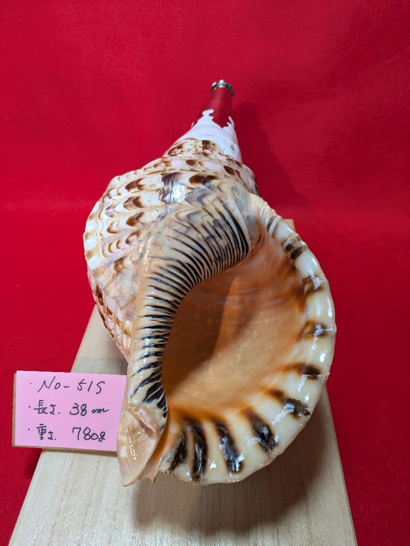 法螺貝ＮＯ−５１Ｓ ホラ貝、和楽器、和太鼓 修験道