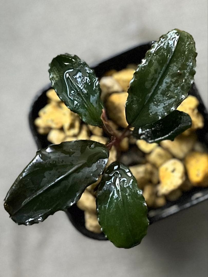 Bucephalandra sp. red l【水の国】