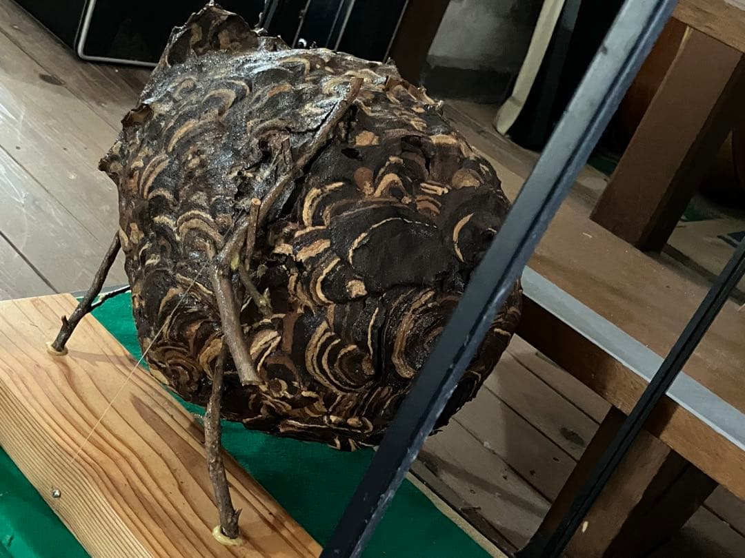 スズメバチの巣　42✖️54 標本