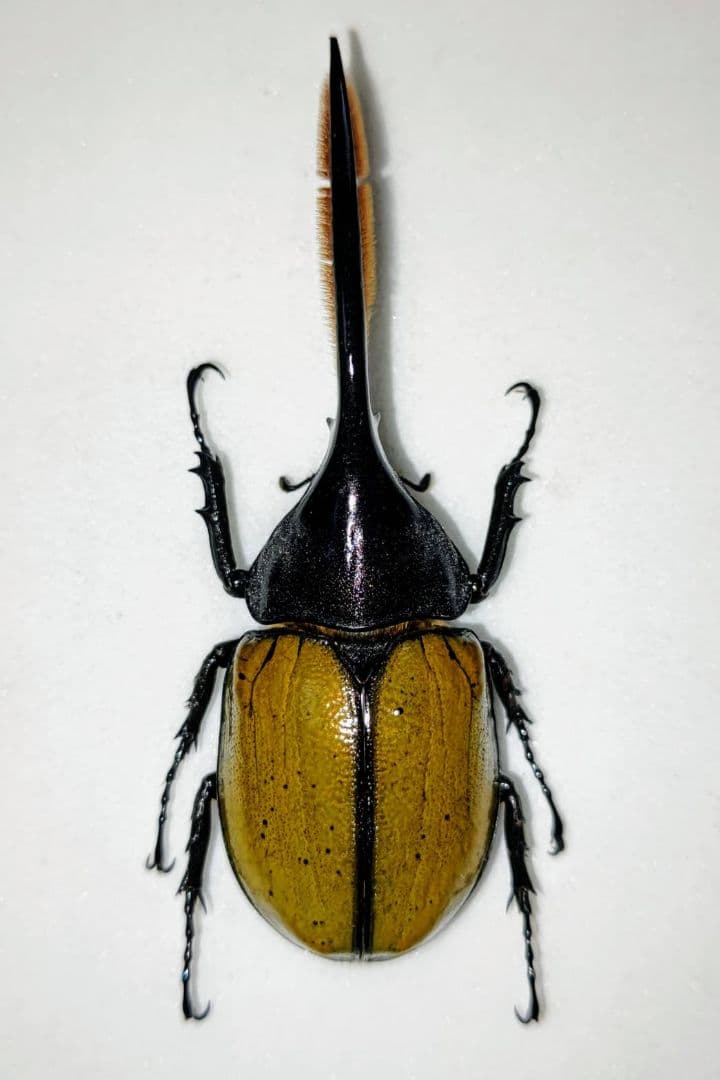 ヘラクレス オキシデンタリス 標本