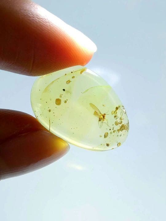 アンバー 琥珀 アカイエカ ユニーク 天然石 虫入り 価値上がる