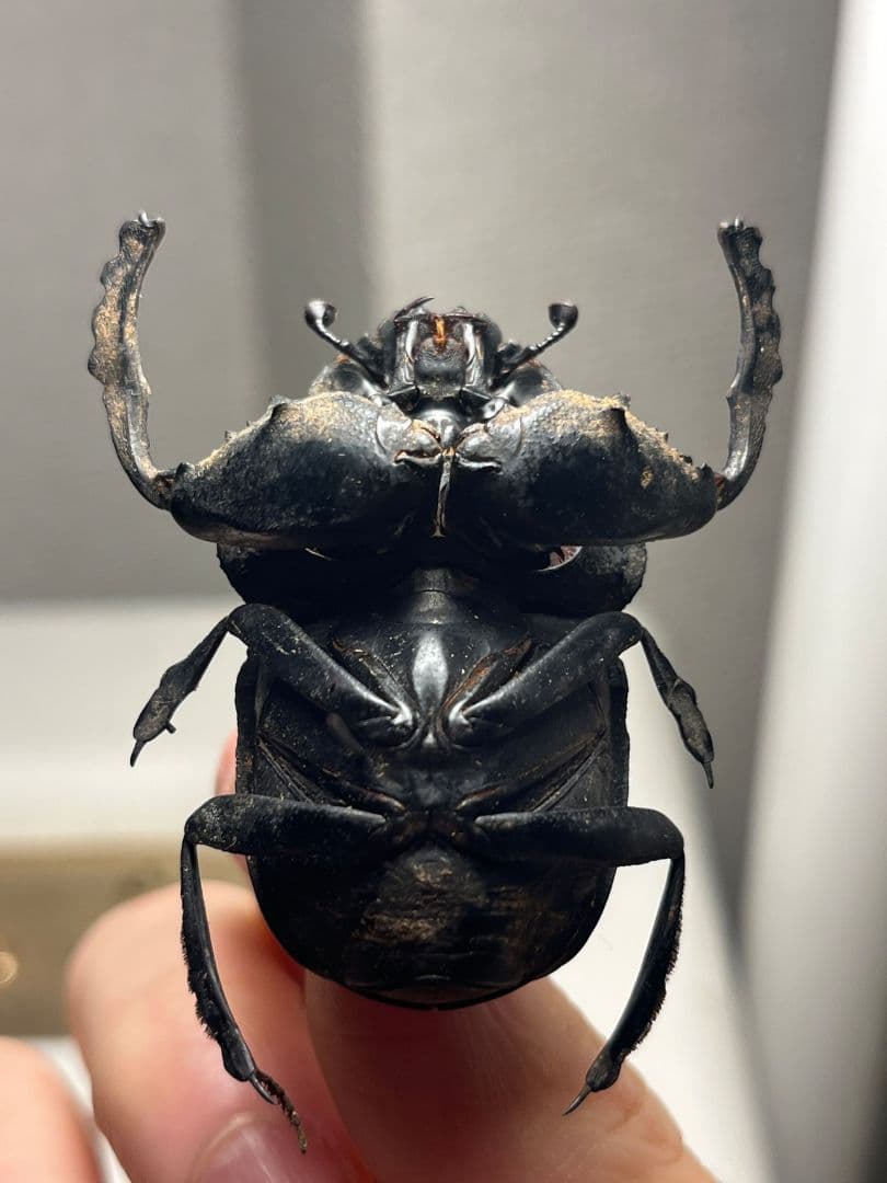 【属内2位】スネブトタマオシコガネ スカラベ糞虫フンチュウ昆虫標本 パキソマ