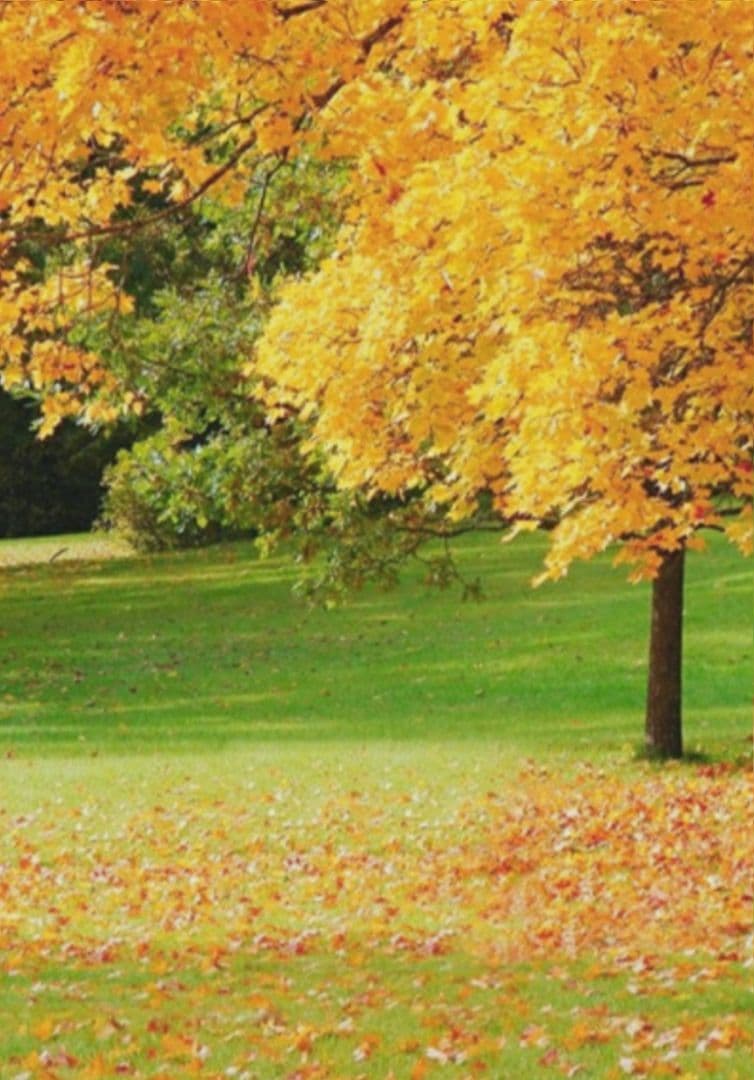 背景布【秋C】サンプル　ペット撮影用　紅葉　イチョウ　トリミングチョーカー販売中