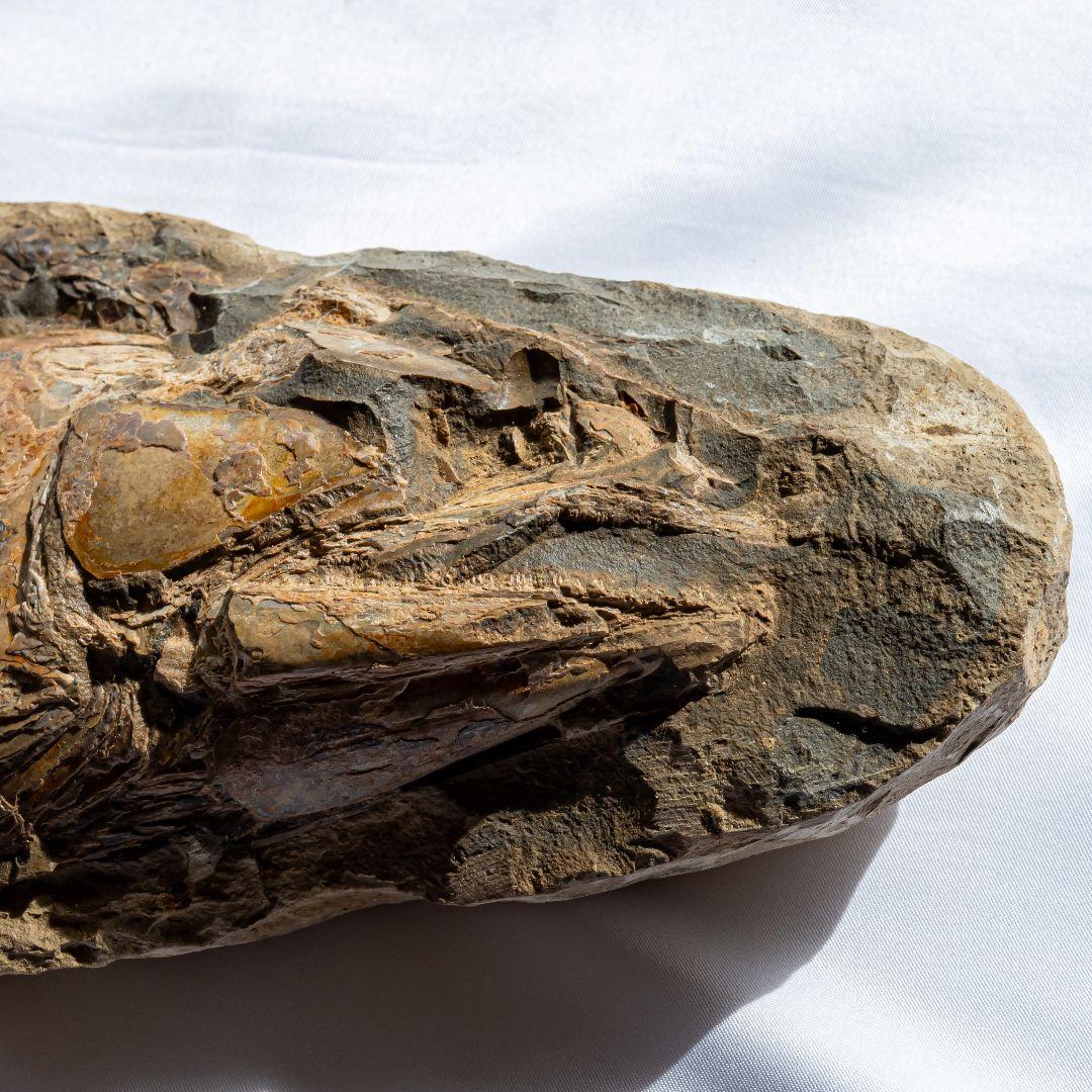 極上 古代魚 パラエロプス 全身 化石 本物 サンタナ層産 67.3cm pe1