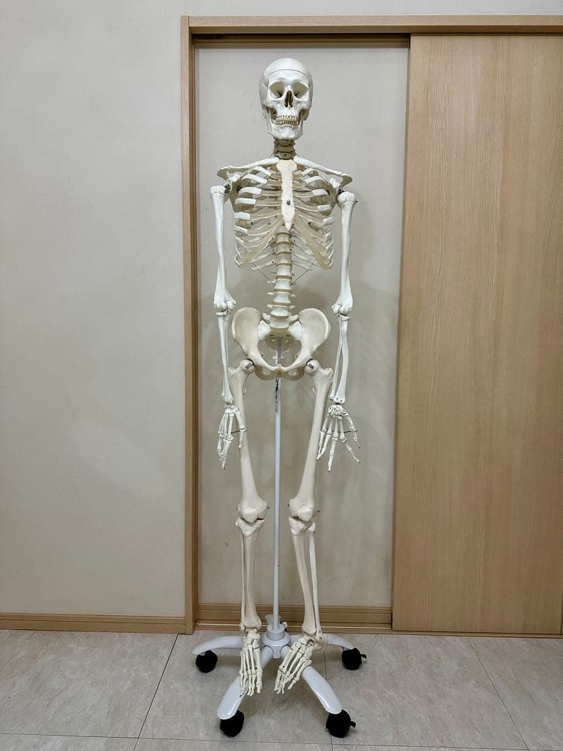 人体模型 約170cm キャスター付き
