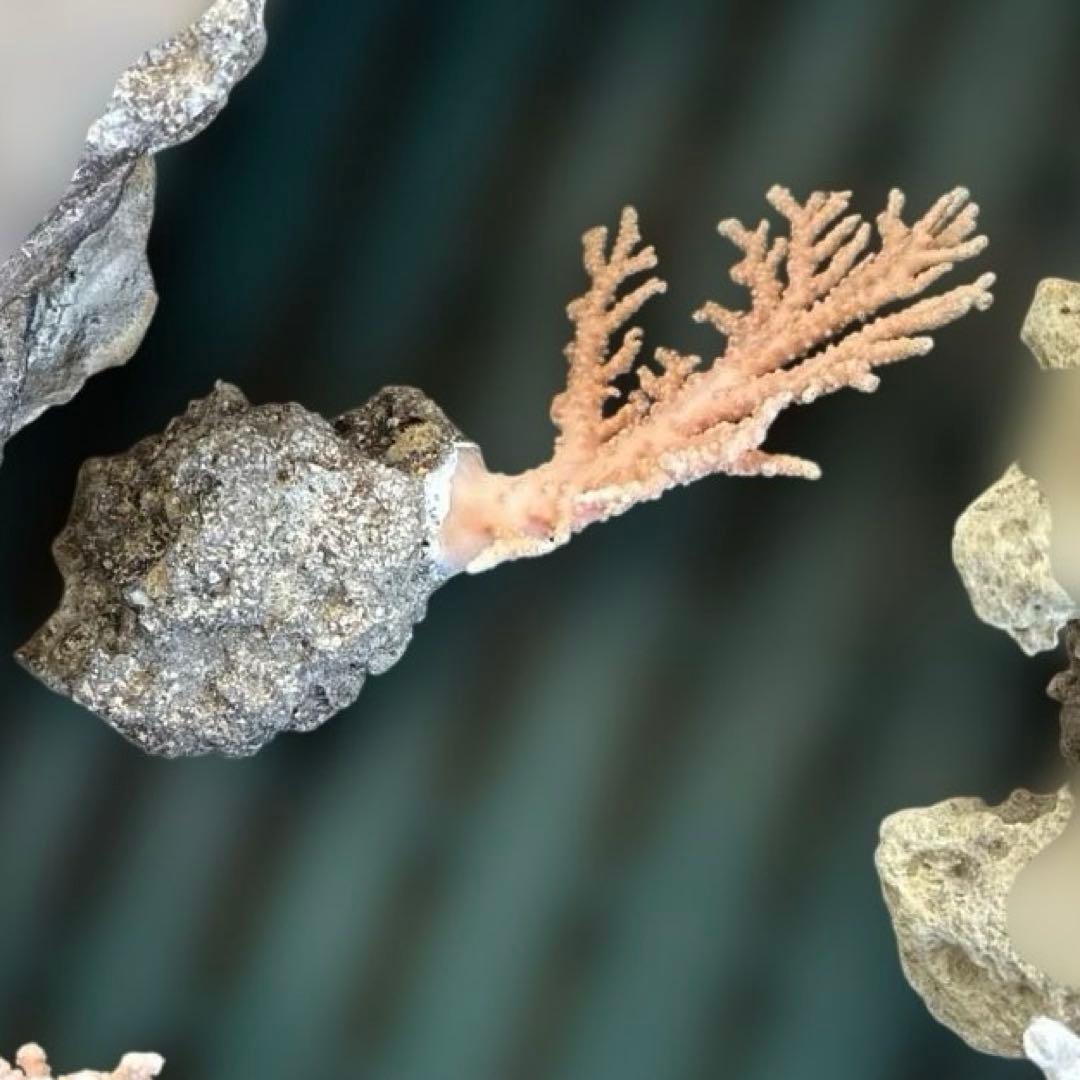 《岩礁 珊瑚礁　貝殻》海の役者達大量セット　アワビ　テングニシ貝　ヤツシロ貝