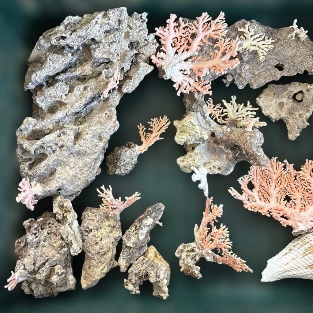 《岩礁 珊瑚礁　貝殻》海の役者達大量セット　アワビ　テングニシ貝　ヤツシロ貝