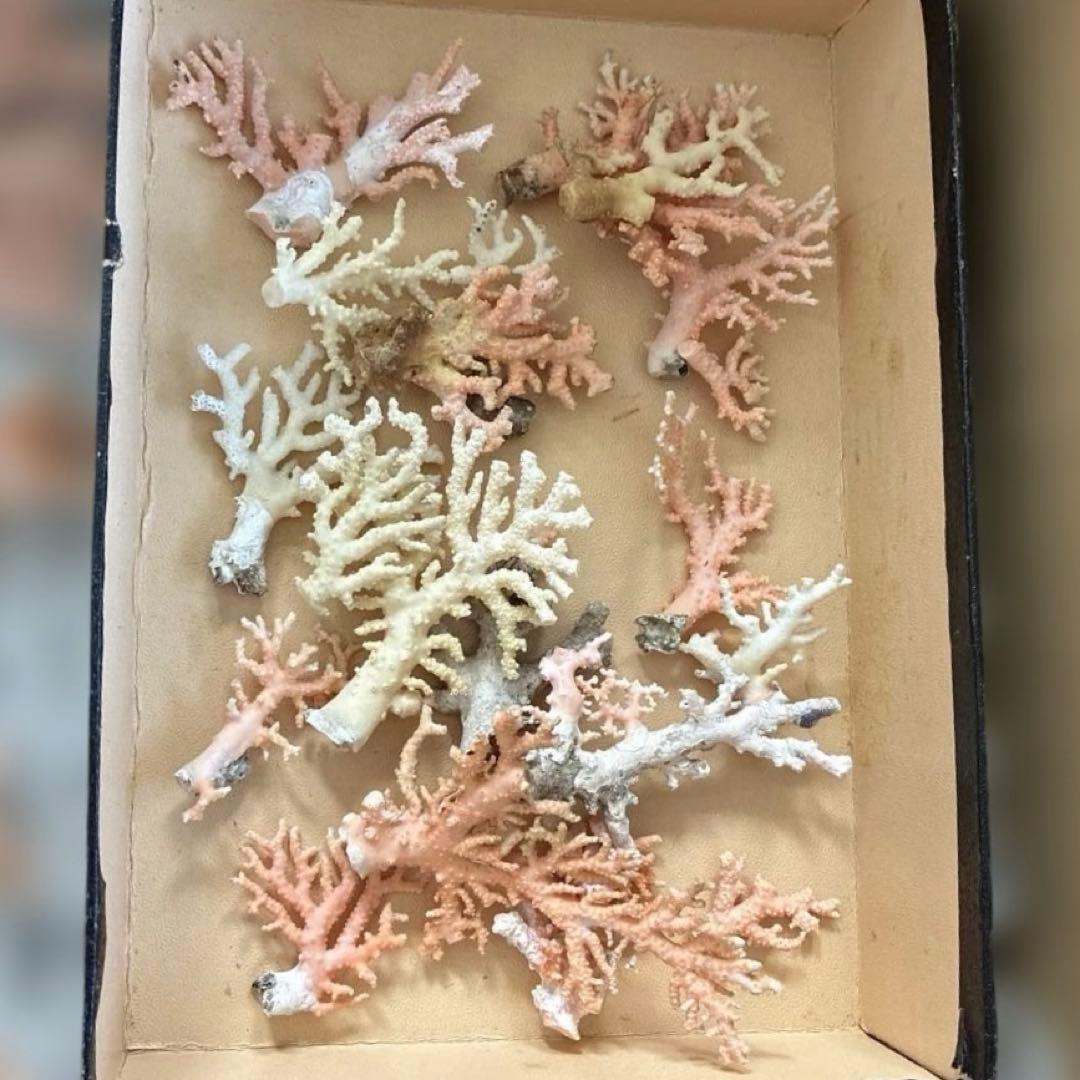 《岩礁 珊瑚礁　貝殻》海の役者達大量セット　アワビ　テングニシ貝　ヤツシロ貝