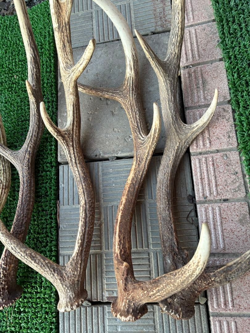 鹿の角 11本セット 66cm〜75cm位
