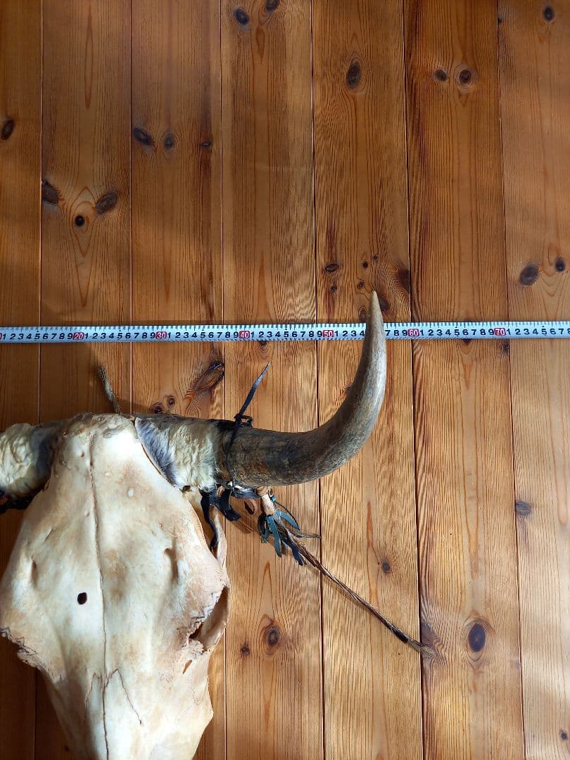 #バッファロースカル　#牛頭骨　#オブジェ　牛骨　2個セット