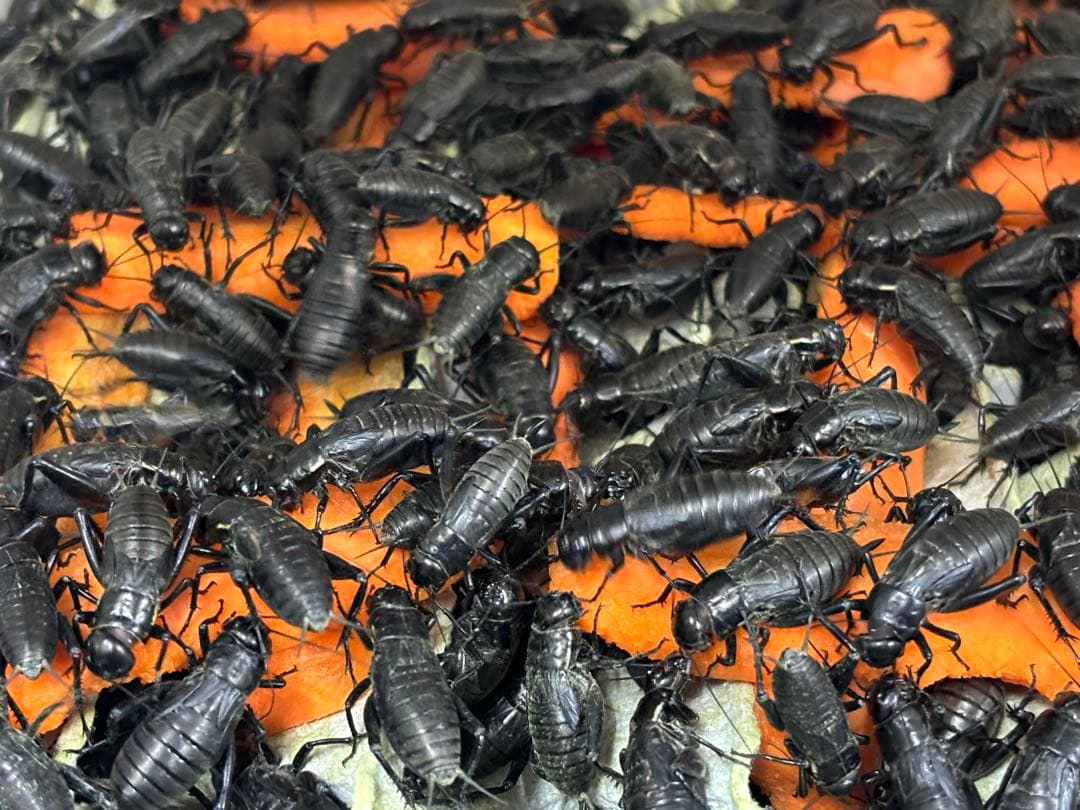 冷凍クロコML〜L1kg冷凍コオロギ