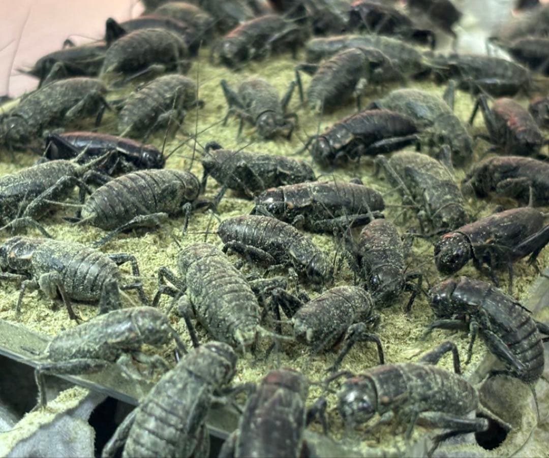 冷凍クロコML〜L1kg冷凍コオロギ