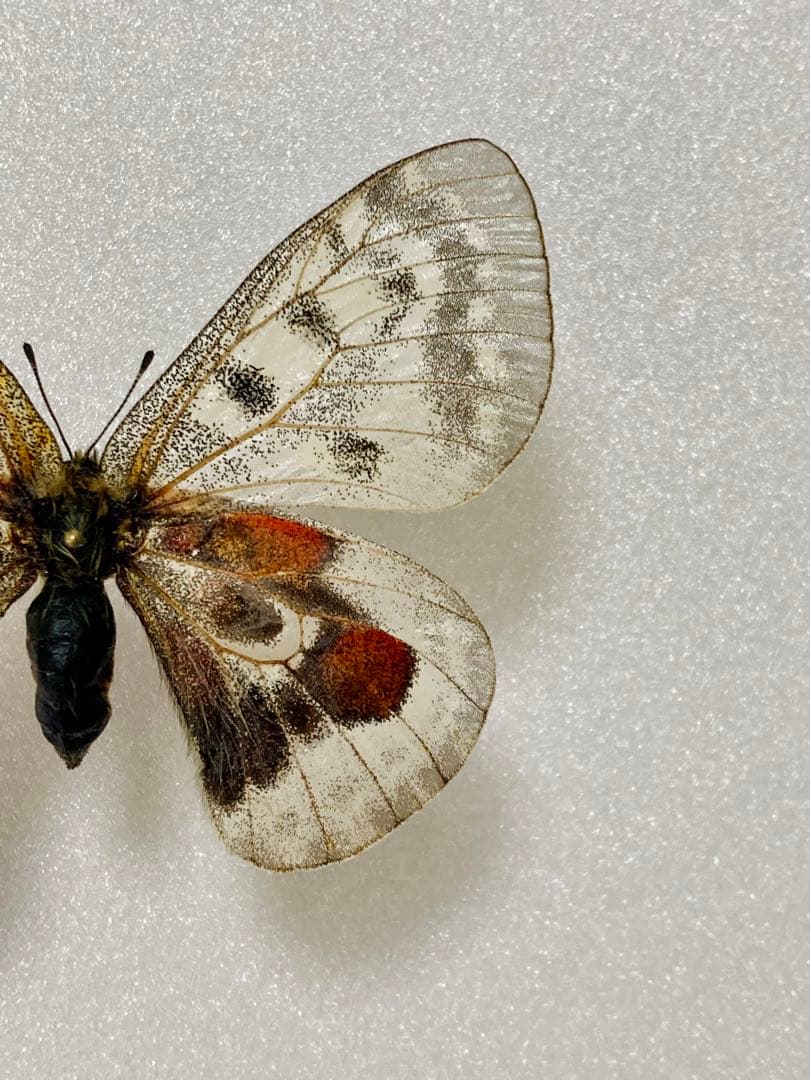 パルナシウス・ウィスコッティ（1メス・スウェーデン産）