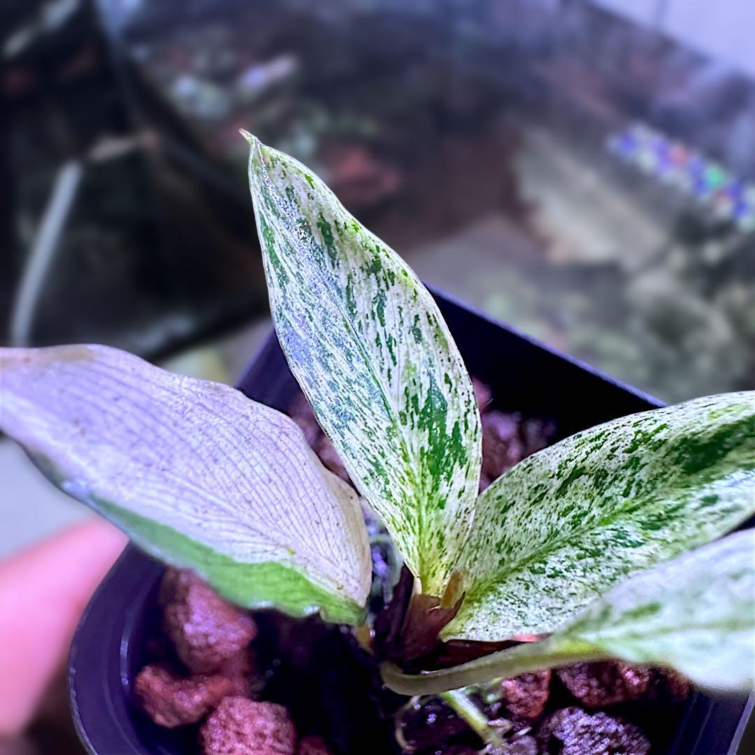 み*！様 ブセファランドラ（斑入り株）Bucephalandra Pipto と