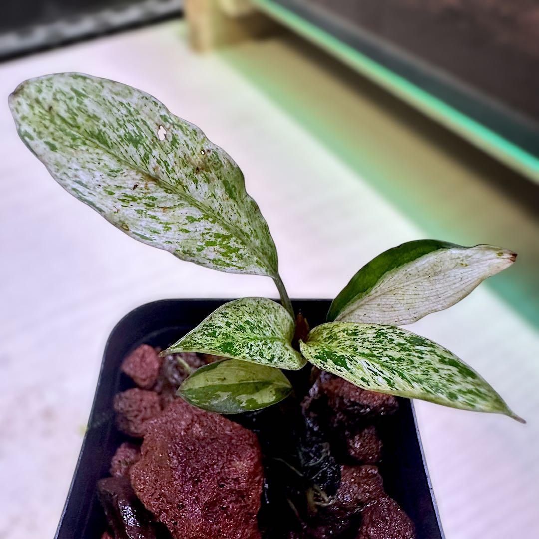 み*！様 ブセファランドラ（斑入り株）Bucephalandra Pipto と
