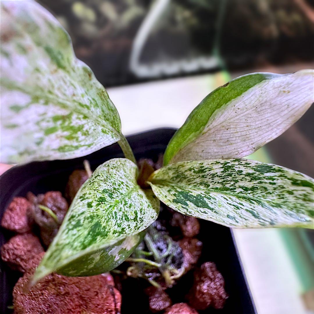 み*！様 ブセファランドラ（斑入り株）Bucephalandra Pipto と