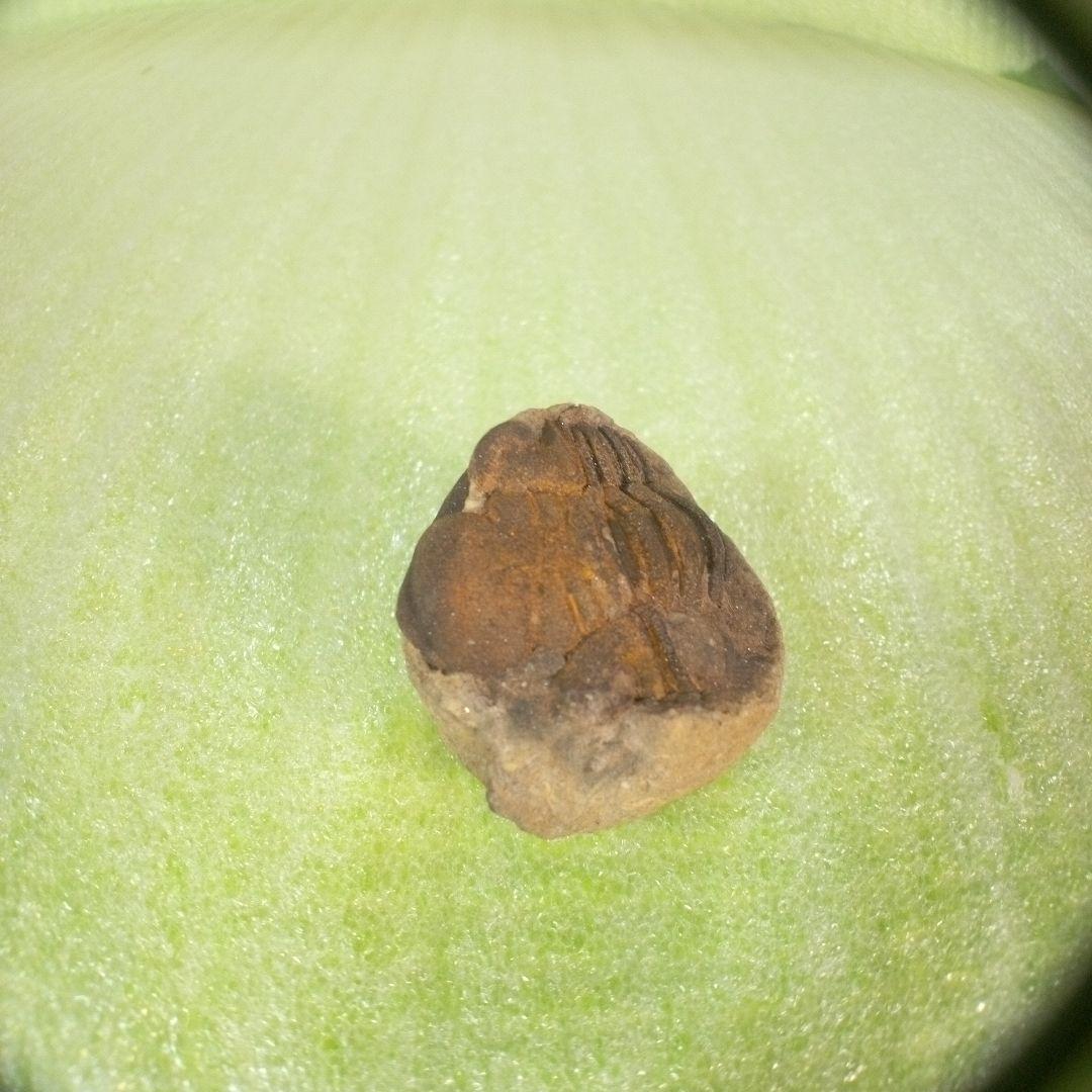 三葉虫　化石　fossil　ボリビア産　trilobite　ボリビア三葉虫郡⑪