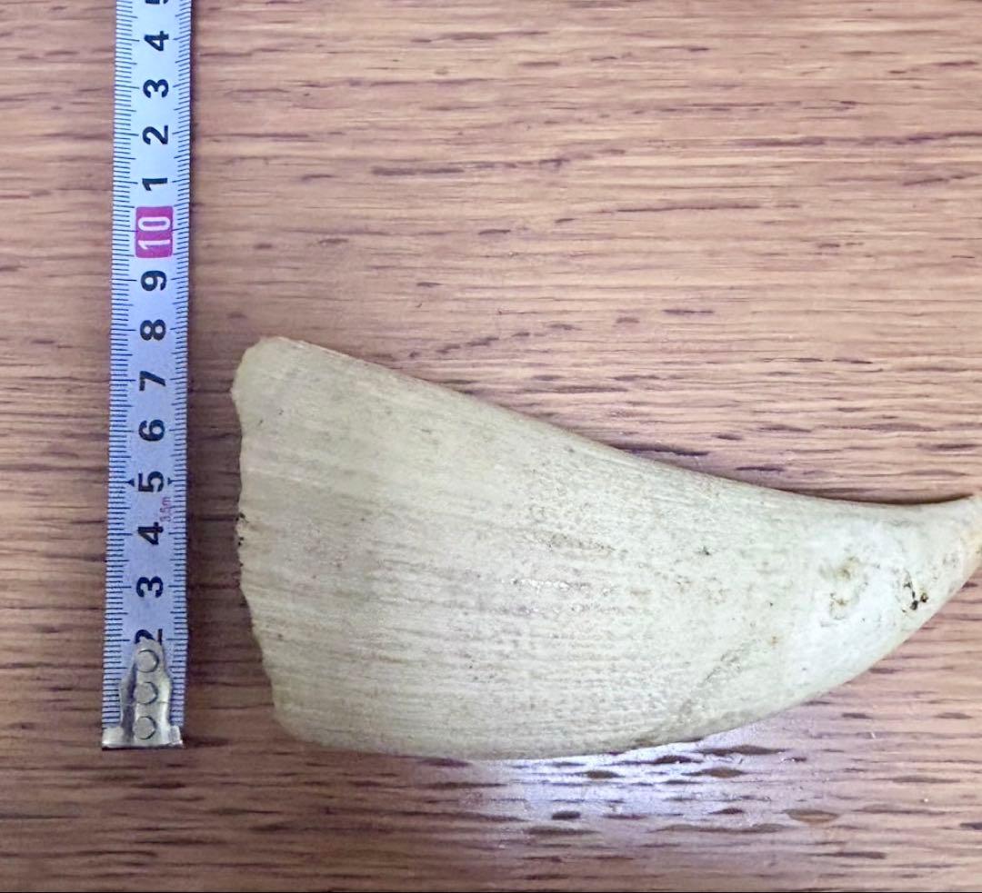 マッコウクジラ　歯　牙　キバ　287g 加工なし