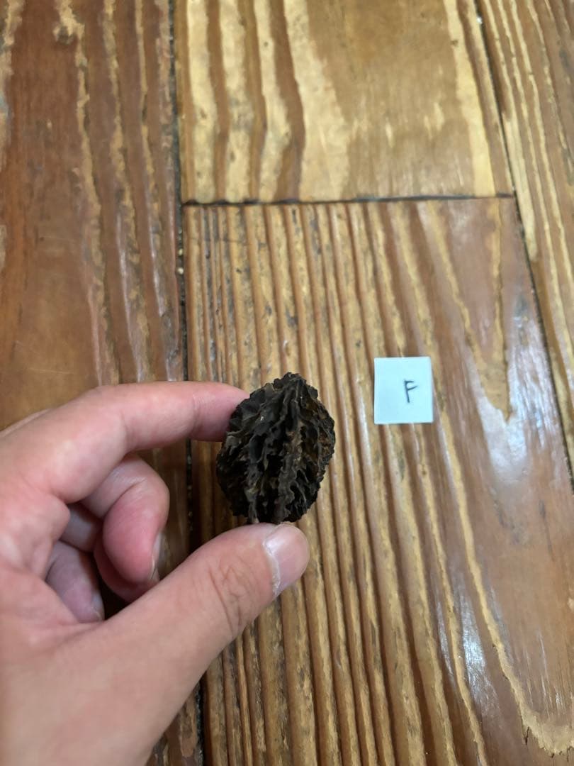 バタグルミ化石　f