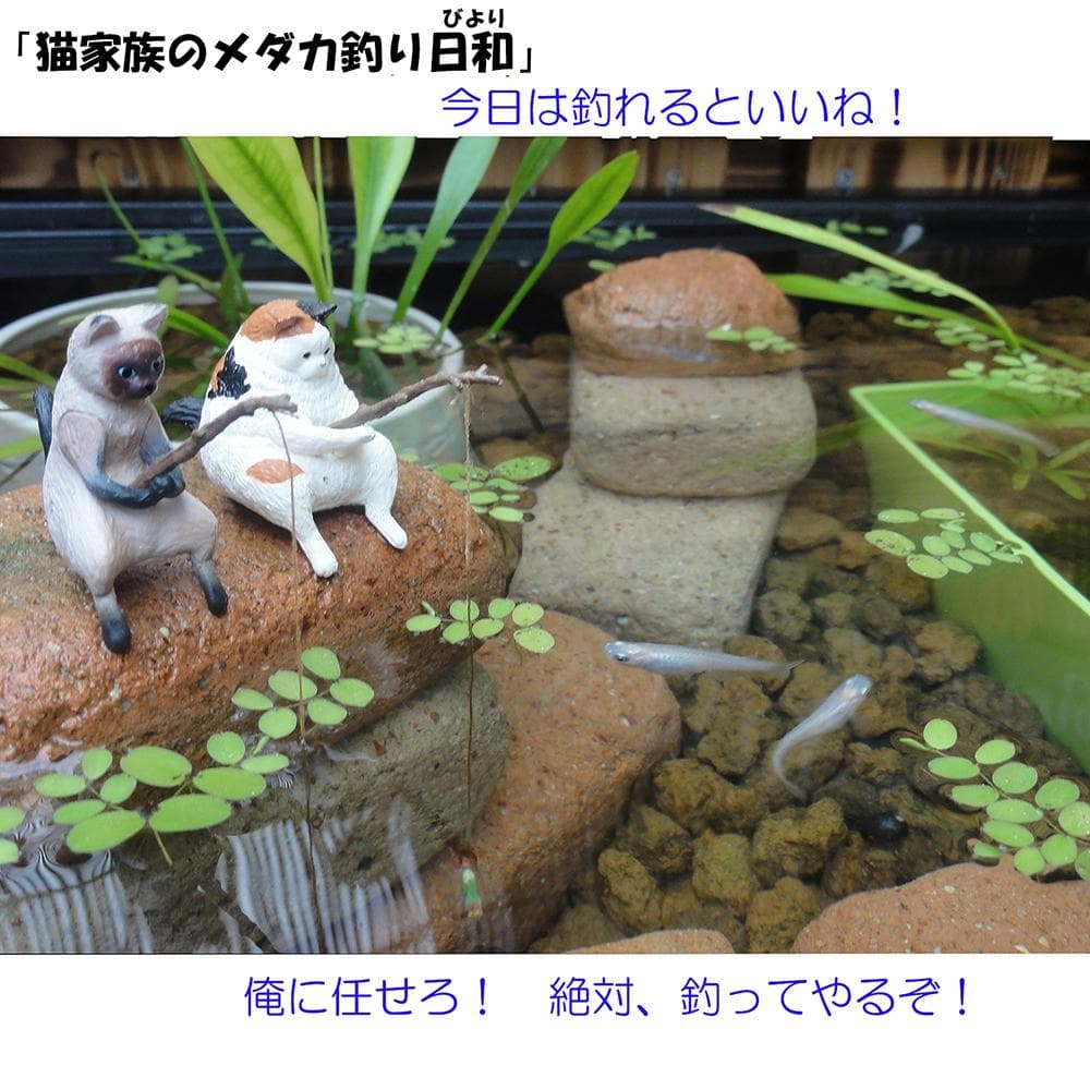 ビオトープ 40Ｌ　トロ舟木枠セット（フラット防鳥網付き）　メダカ・金魚飼育用