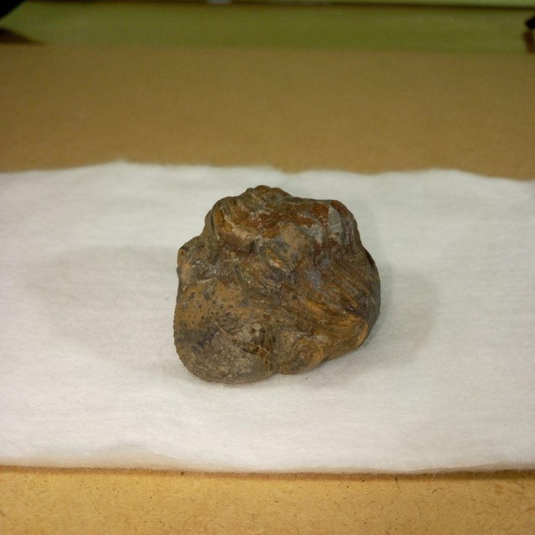 三葉虫　化石　三葉虫化石　究極のレトロ　fossil　ボリビア産　化石管理番号⑪