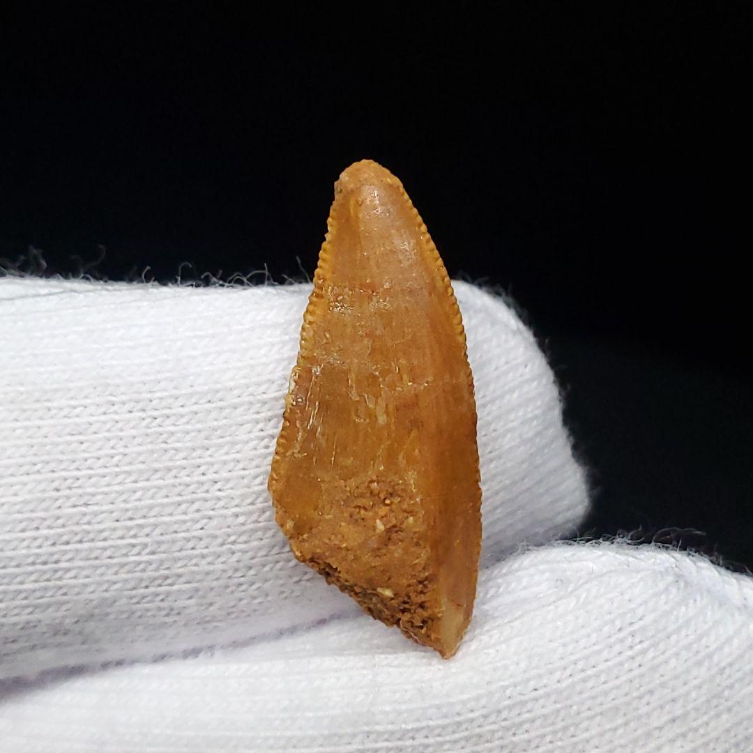 美品 ラプトル 化石 歯 恐竜 本物 モロッコ産 19.82mm fra4