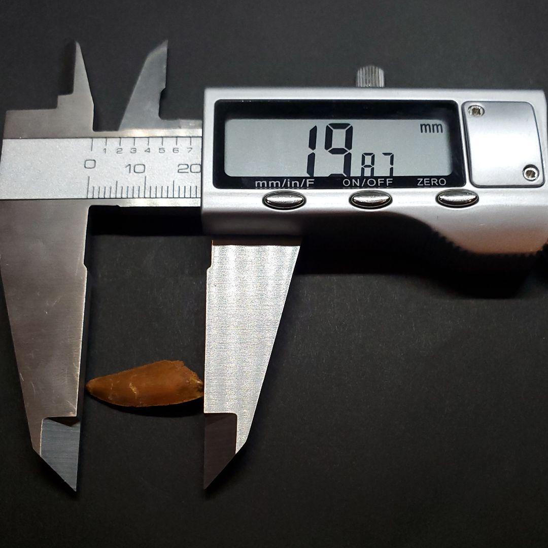 美品 ラプトル 化石 歯 恐竜 本物 モロッコ産 19.82mm fra4