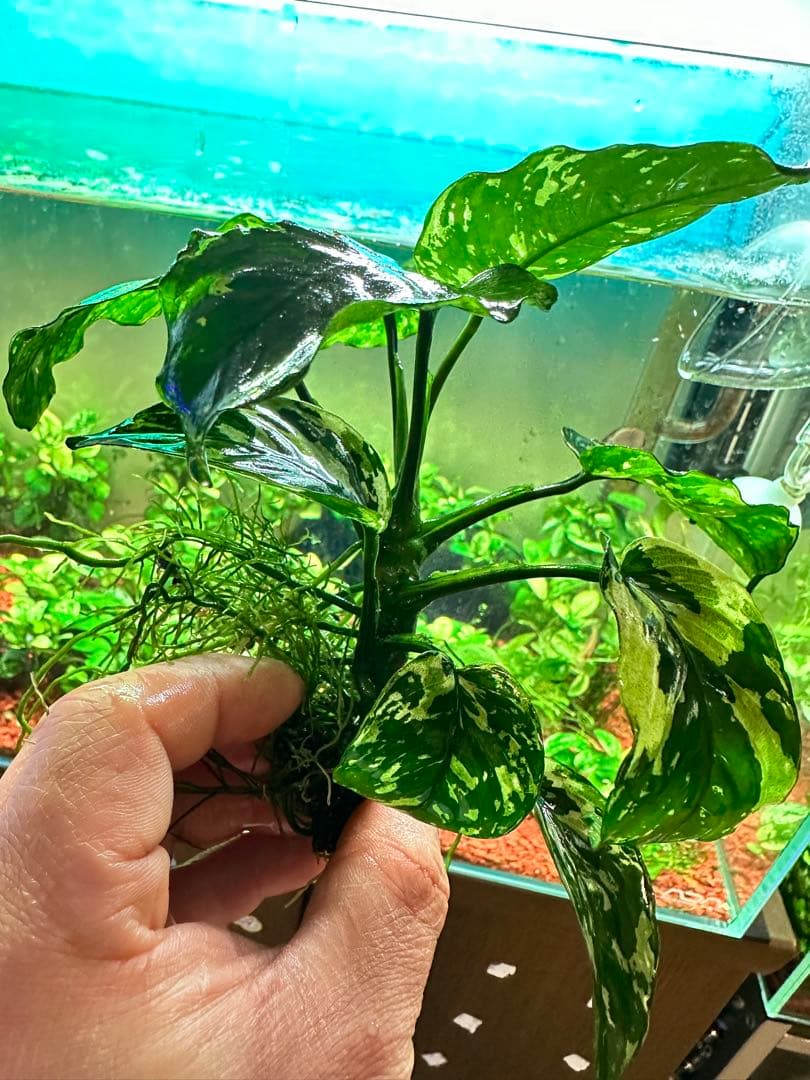 アヌビアスナナ　斑入りキング