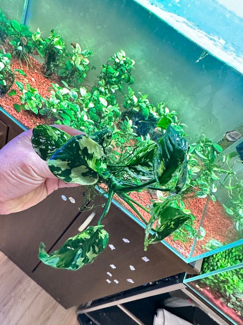 アヌビアスナナ　斑入りキング