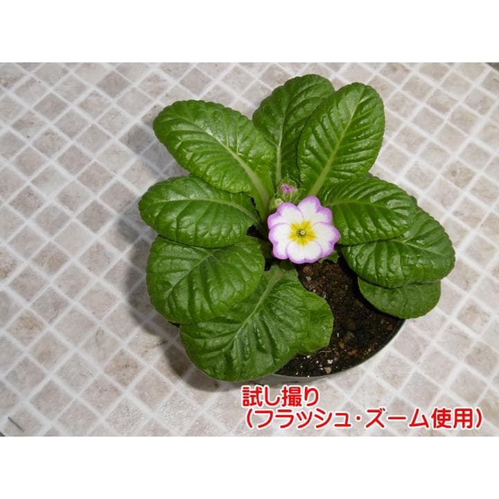 Panasonic LUMIX DMC-SZ8 ピンク／動作確認済 SDカード付