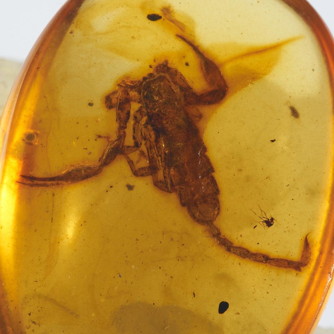 レア極上品 PA0042虫入り琥珀化石　ミャンマーカムティかタナイ9900万年前