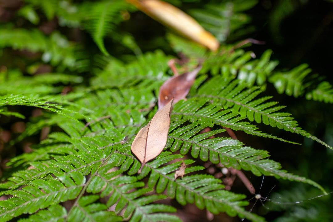 【内蔵電池交換、スプリットFS】PENTAX ist DS2