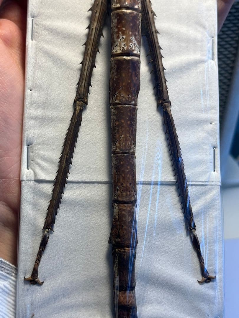 【極太LAST】スマトラナナフシ コノハムシ ナナフシ カマキリ マンティス標本