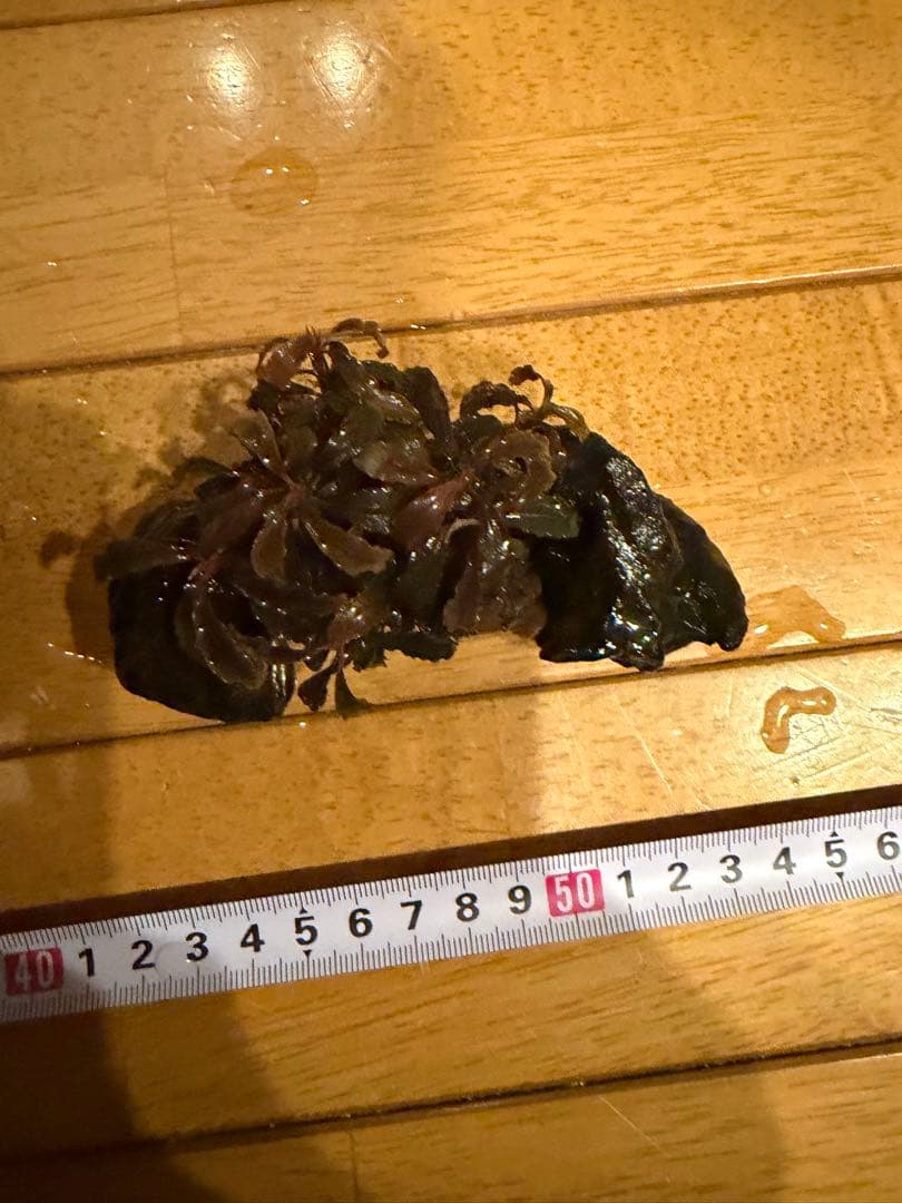 【本日限定】ブセファランド　3個【流木付き】