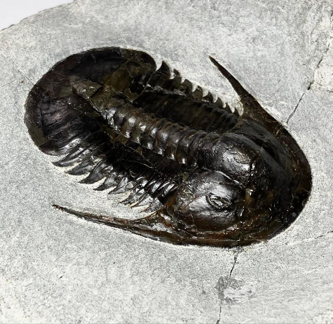 三葉虫　化石　Anomocarella