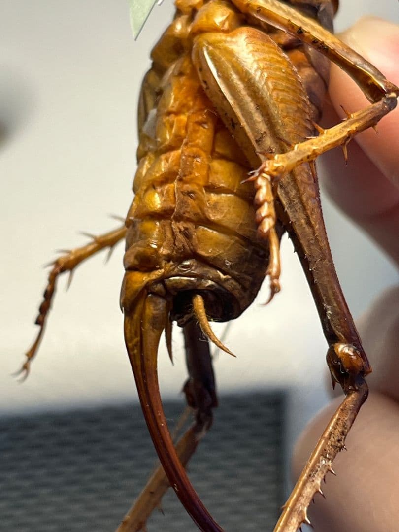 【極美展足】アゴコロギス ダイオウクロギリス 昆虫標本 直翅類 カマキリ