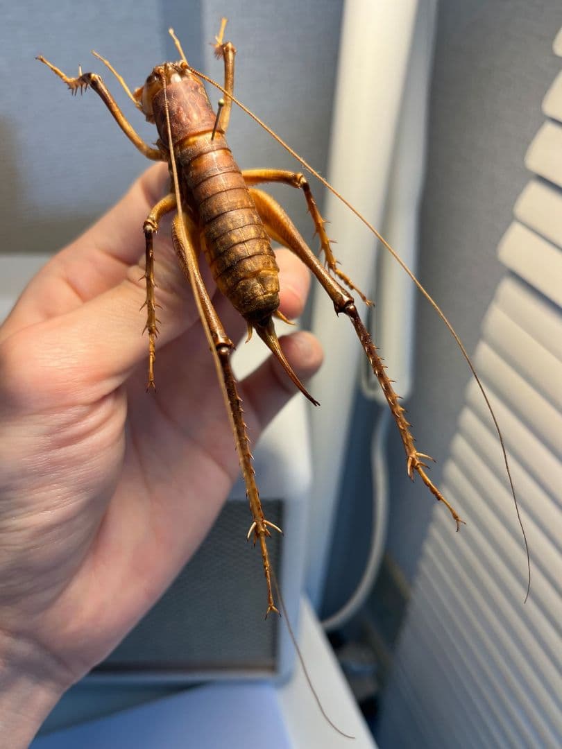 【極美展足】アゴコロギス ダイオウクロギリス 昆虫標本 直翅類 カマキリ