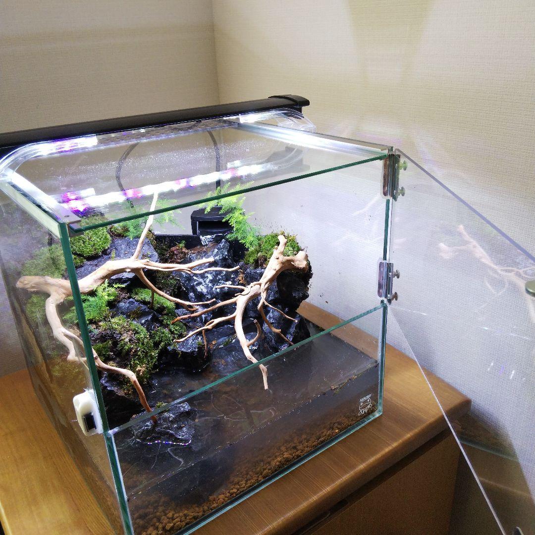 アクアテラリウム完成品 イモリウム 苔テラリウム 滝のあるアクアテラリウム