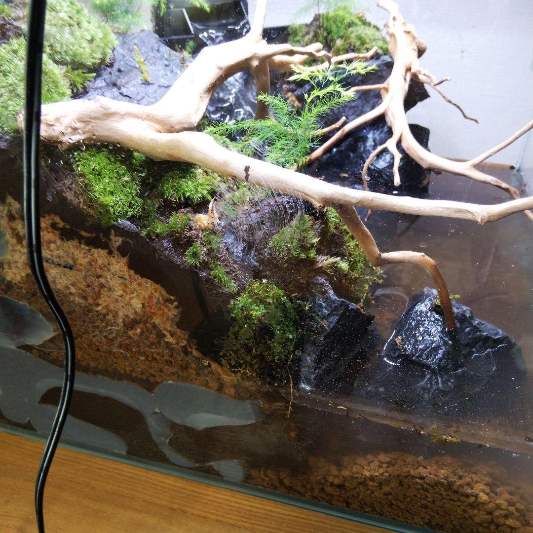 アクアテラリウム完成品 イモリウム 苔テラリウム 滝のあるアクアテラリウム
