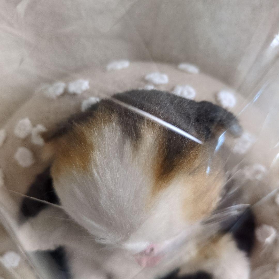 S*n様 作家物 猫 ネコ アートドール エキゾチック