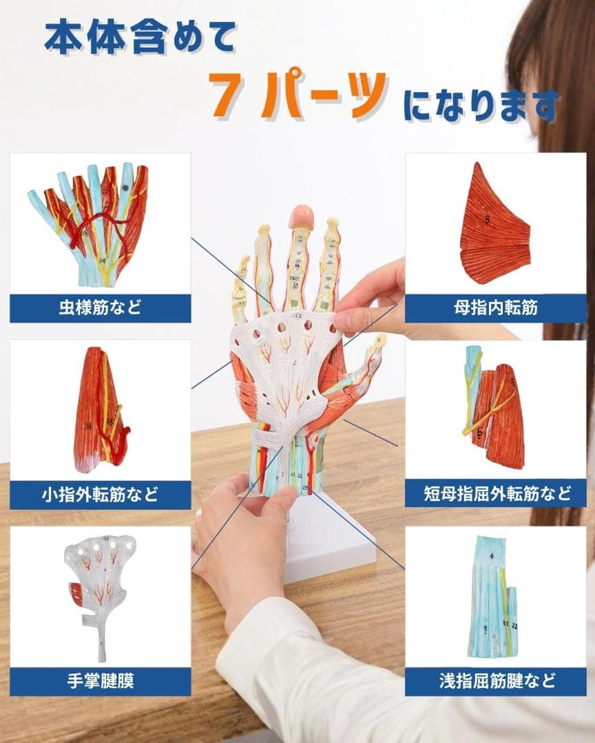 手解剖模型 7パーツ分解 原寸大 軟部組織付き 理学療法士監修 人体模型 手関節
