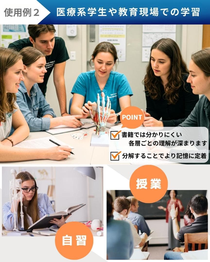 手解剖模型 7パーツ分解 原寸大 軟部組織付き 理学療法士監修 人体模型 手関節