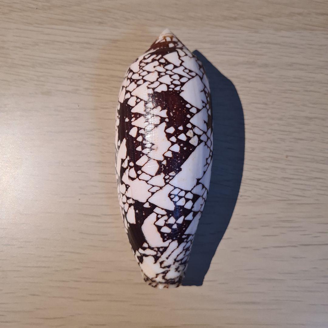 イモガイ貝殻 Darioconus Aulicus Propenudus