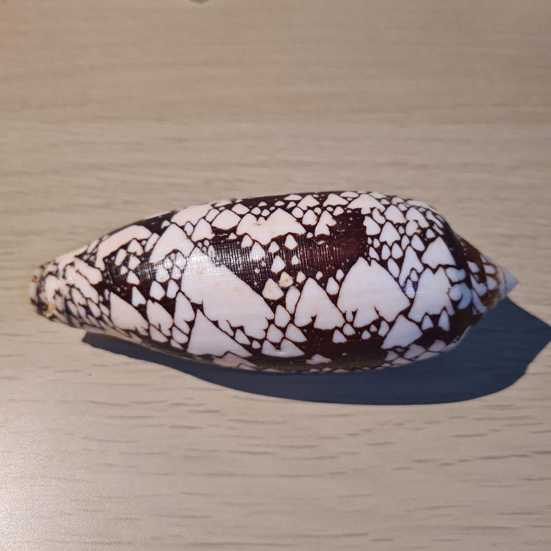 イモガイ貝殻 Darioconus Aulicus Propenudus