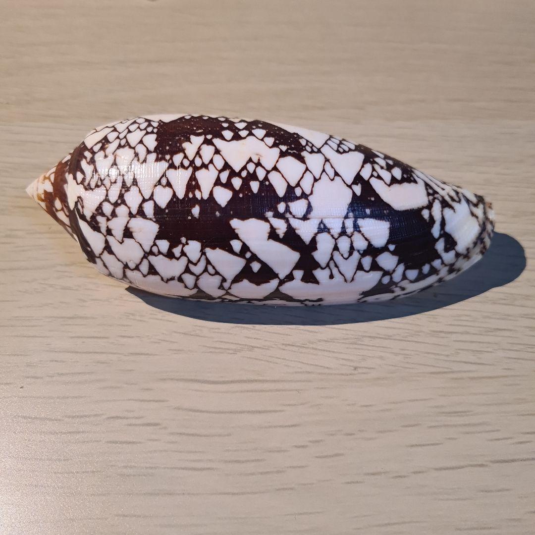 イモガイ貝殻 Darioconus Aulicus Propenudus