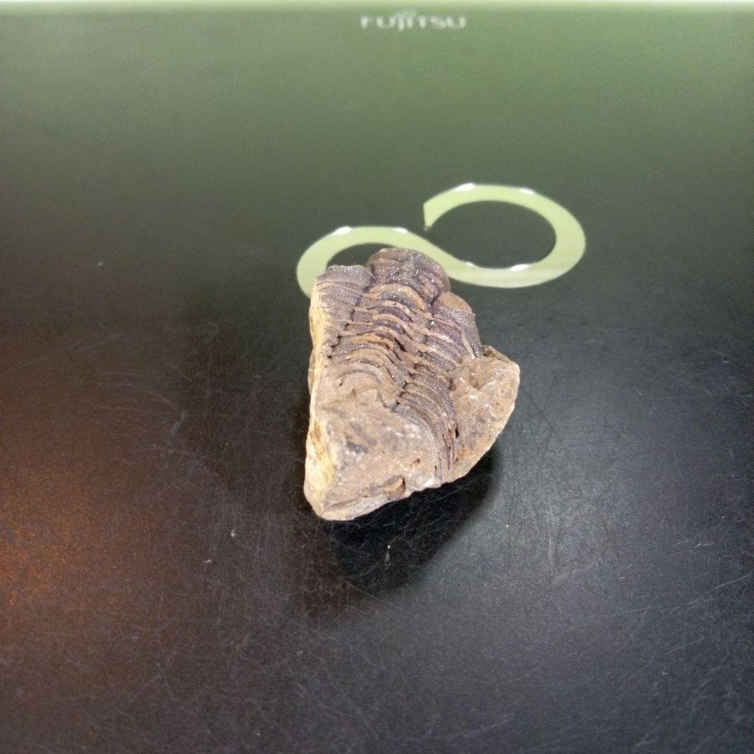 三葉虫　化石　fossil　ボリビア産　trilobite　ノジュール判別⑦