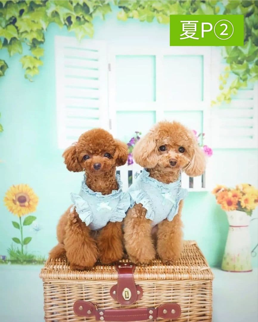 背景布【ガーデンG】サンプル　ペット、ドール撮影用ブース　薔薇　紫陽花　梅雨