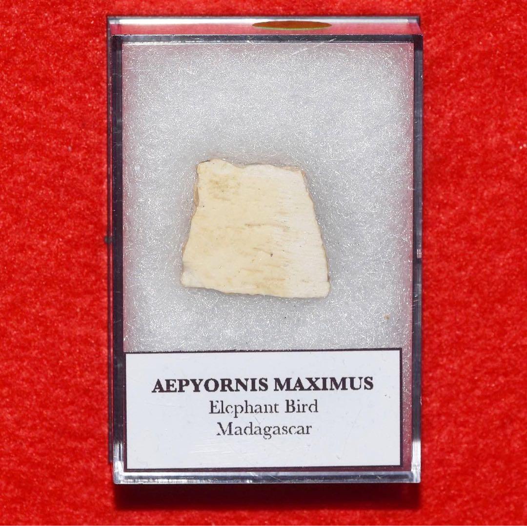 マダガスカル産 エピオルニスの卵殻化石